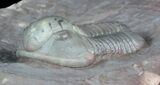 Undescribed Proetid Trilobite From Jorf - Very Inflated #46338-3